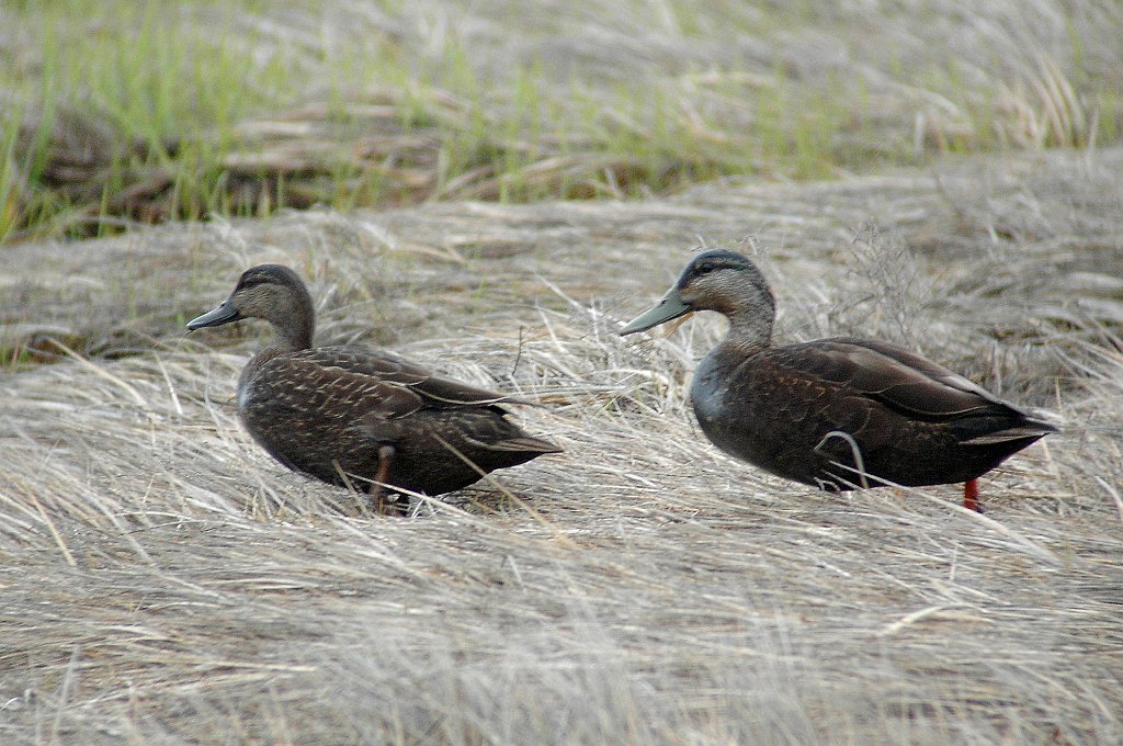 Duck, American Black Duck, 2005-05210104 Plum Island, MA.jPG - American Black Duck